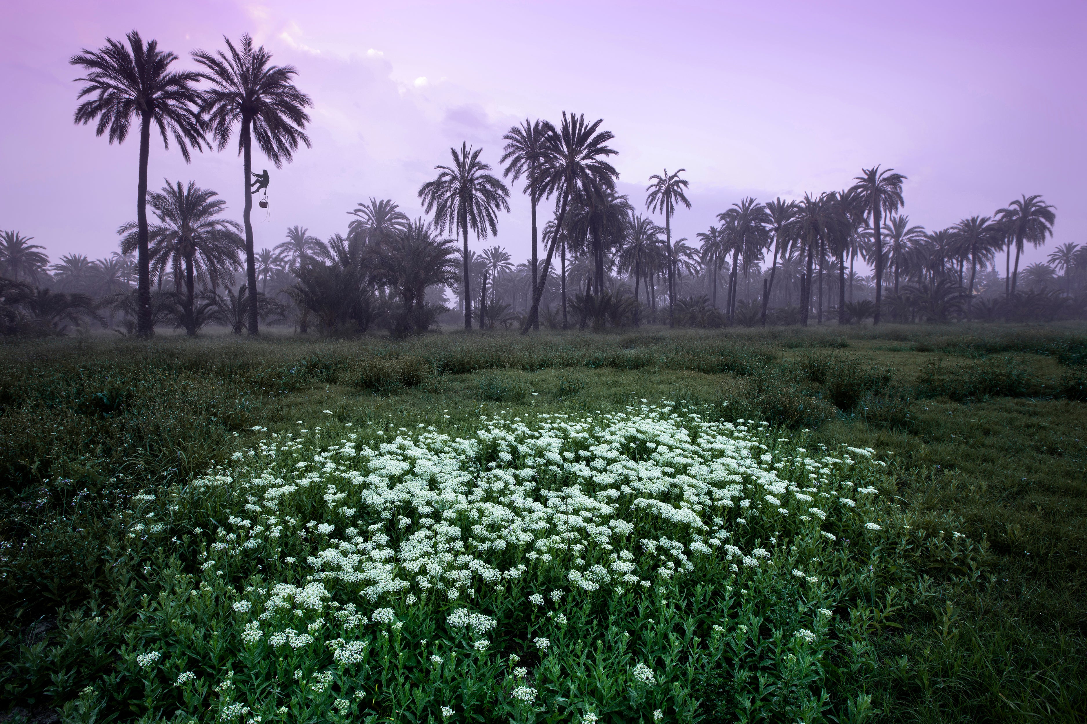Renato López gana el I Concurso de Fotografía “Palmeral de Orihuela” Renato López gana el I Concurso de Fotografía “Palmeral de Orihuela”