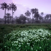 Renato López gana el I Concurso de Fotografía “Palmeral de Orihuela” Renato López gana el I Concurso de Fotografía “Palmeral de Orihuela”