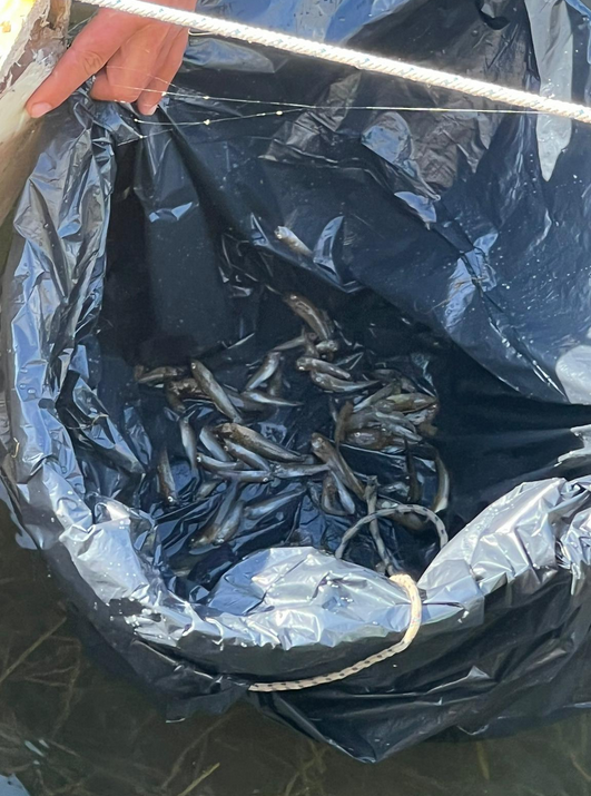 Aparecen peces muertos en la zona del Atalayón de Santiago de la Ribera Aparecen peces muertos en la zona del Atalayón de Santiago de la Ribera