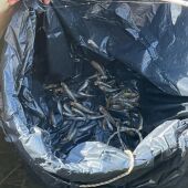 Aparecen peces muertos en la zona del Atalayón de Santiago de la Ribera