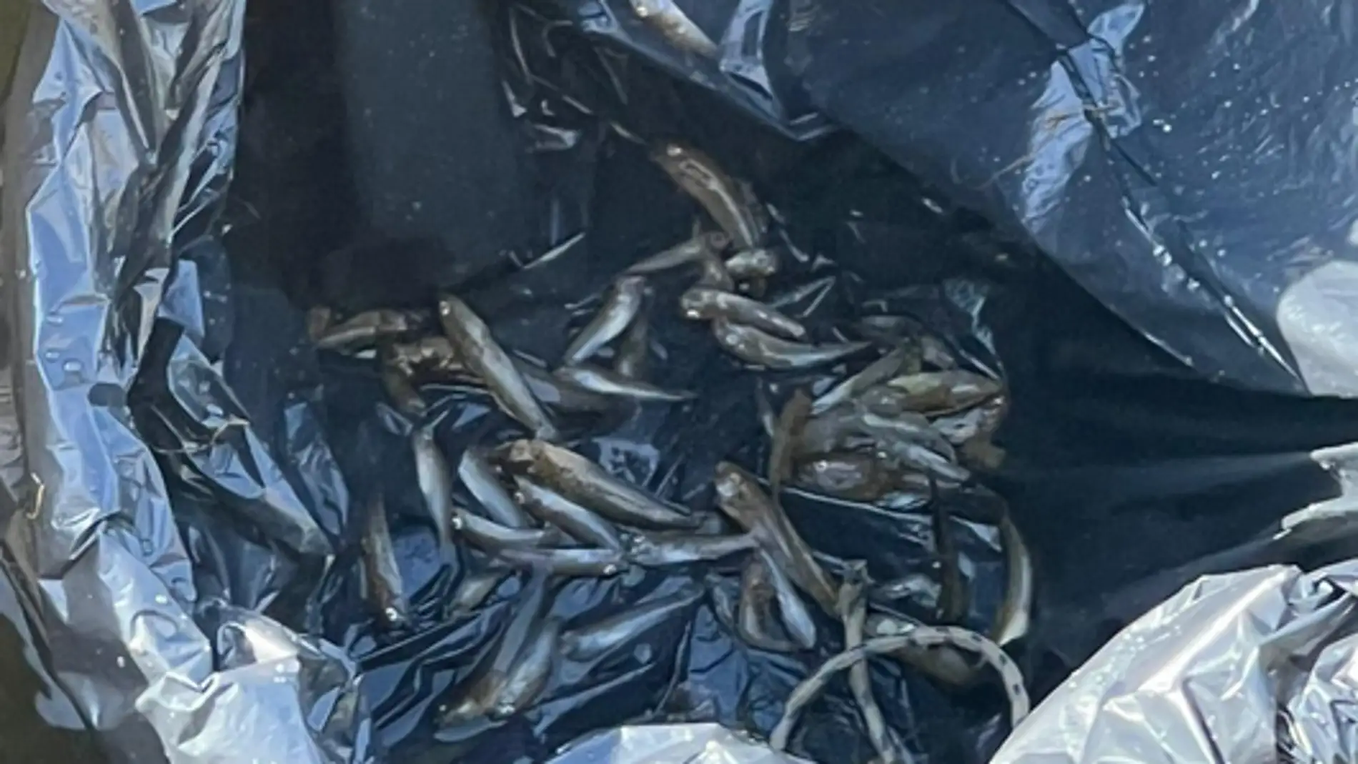 Aparecen peces muertos en la zona del Atalayón de Santiago de la Ribera
