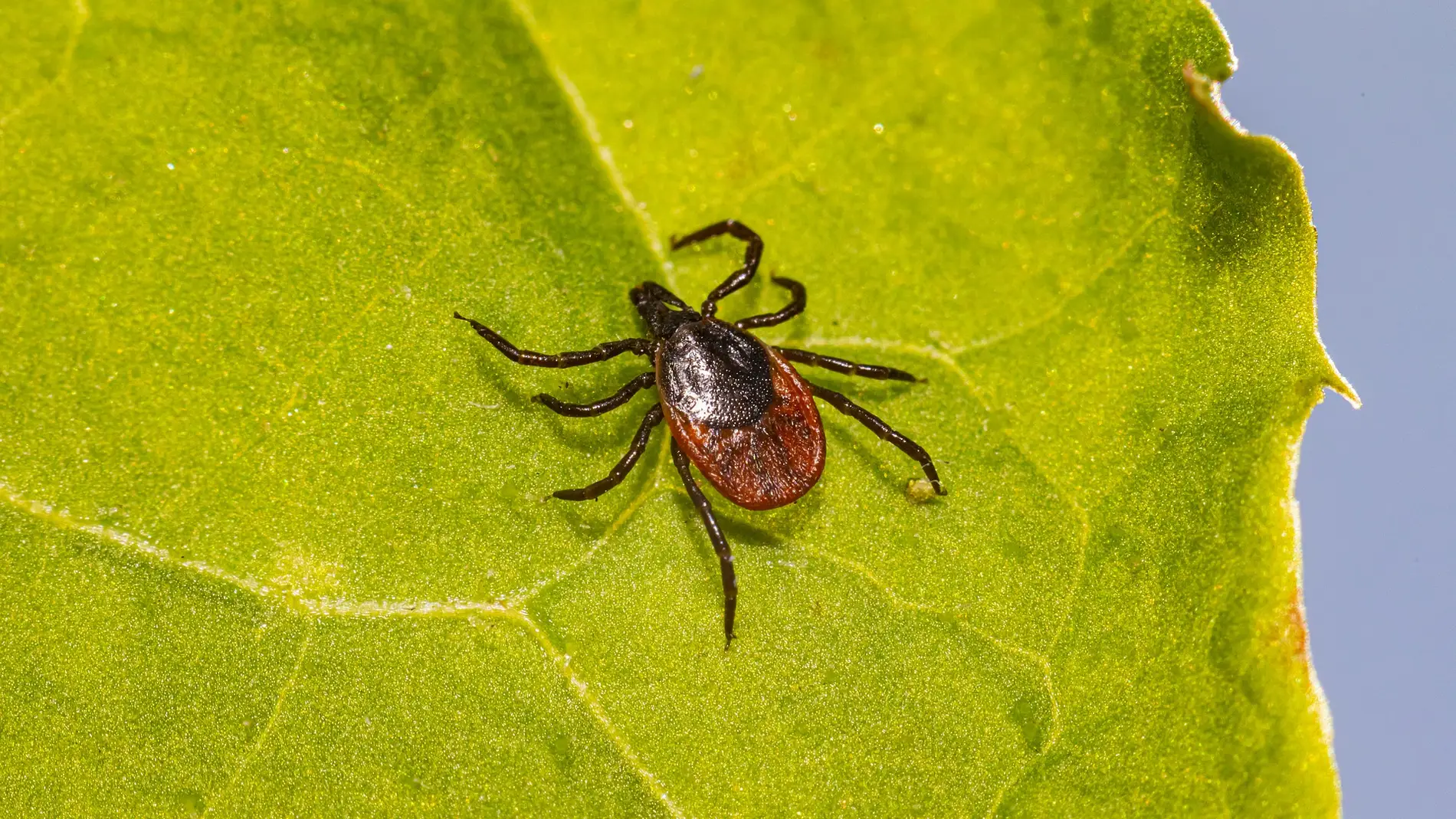 Enfermedad de Lyme: ¿por qué debemos tener cuidado con las garrapatas este verano?