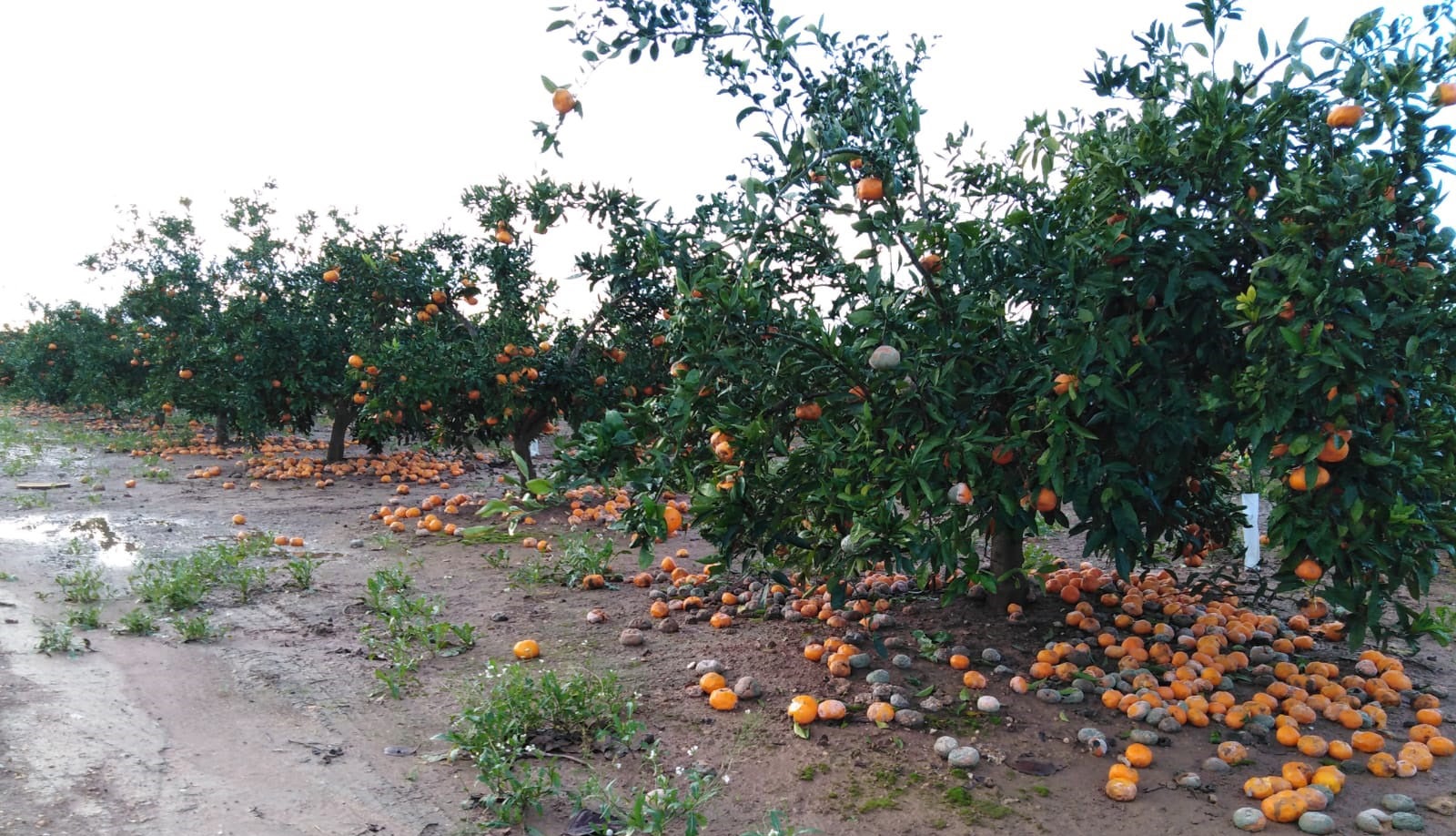Los agricultores valencianos prevén unas pérdidas de 150 millones por las lluvias y el frío Los agricultores valencianos prevén unas pérdidas de 150 millones por las lluvias y el frío