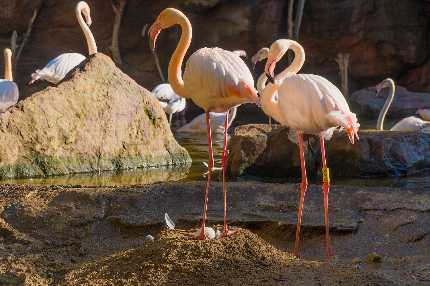 Los flamencos de Bioparc Fuengirola inician su proceso de nidificación Los flamencos de Bioparc Fuengirola inician su proceso de nidificación