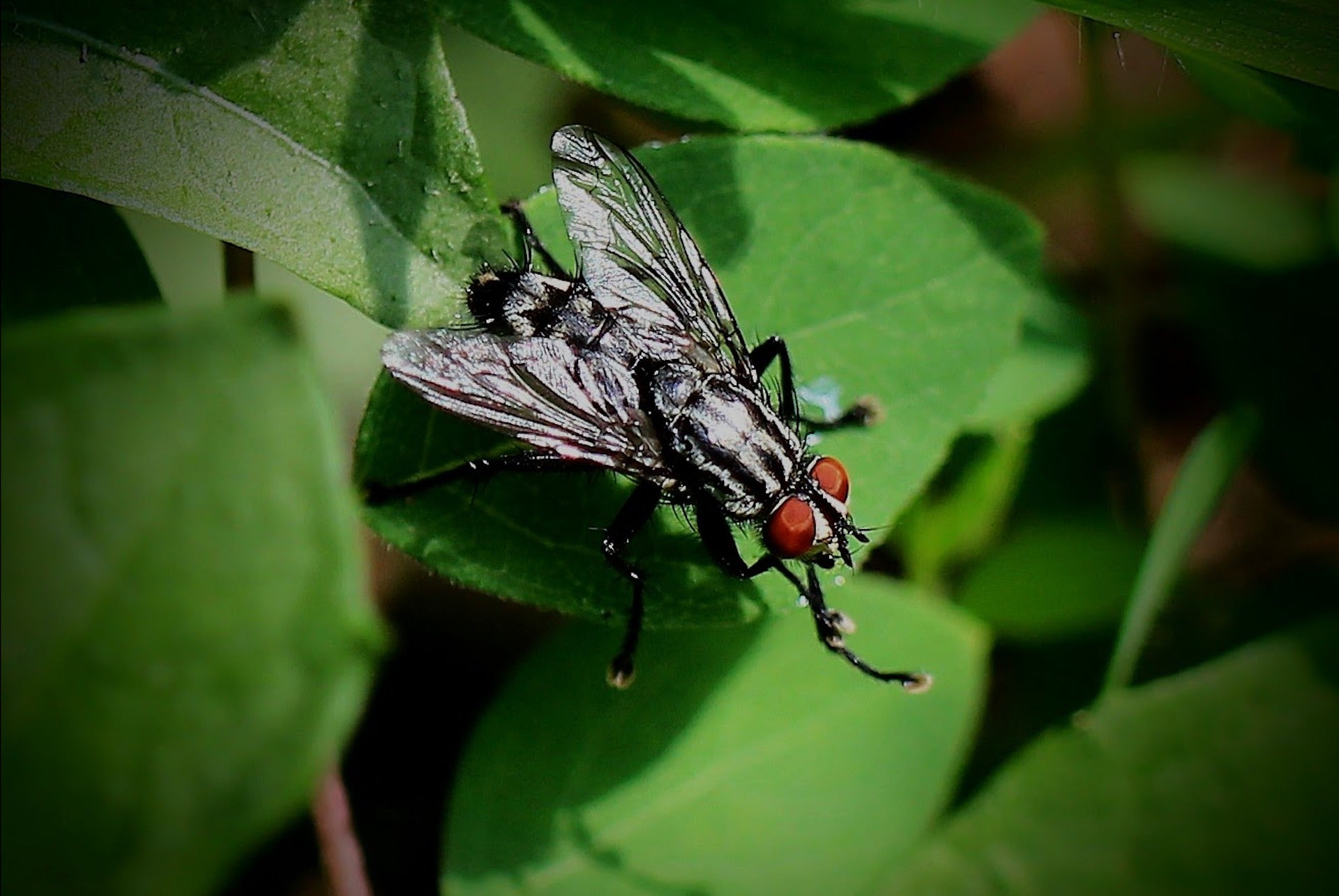 Así puedes evitar la mordedura de la mosca negra Así puedes evitar la mordedura de la mosca negra