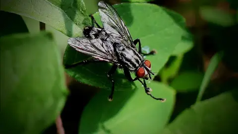 Fotografía de una mosca.