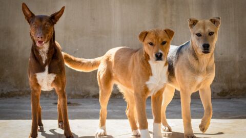 DESFILE PERROS ABANDONADOS