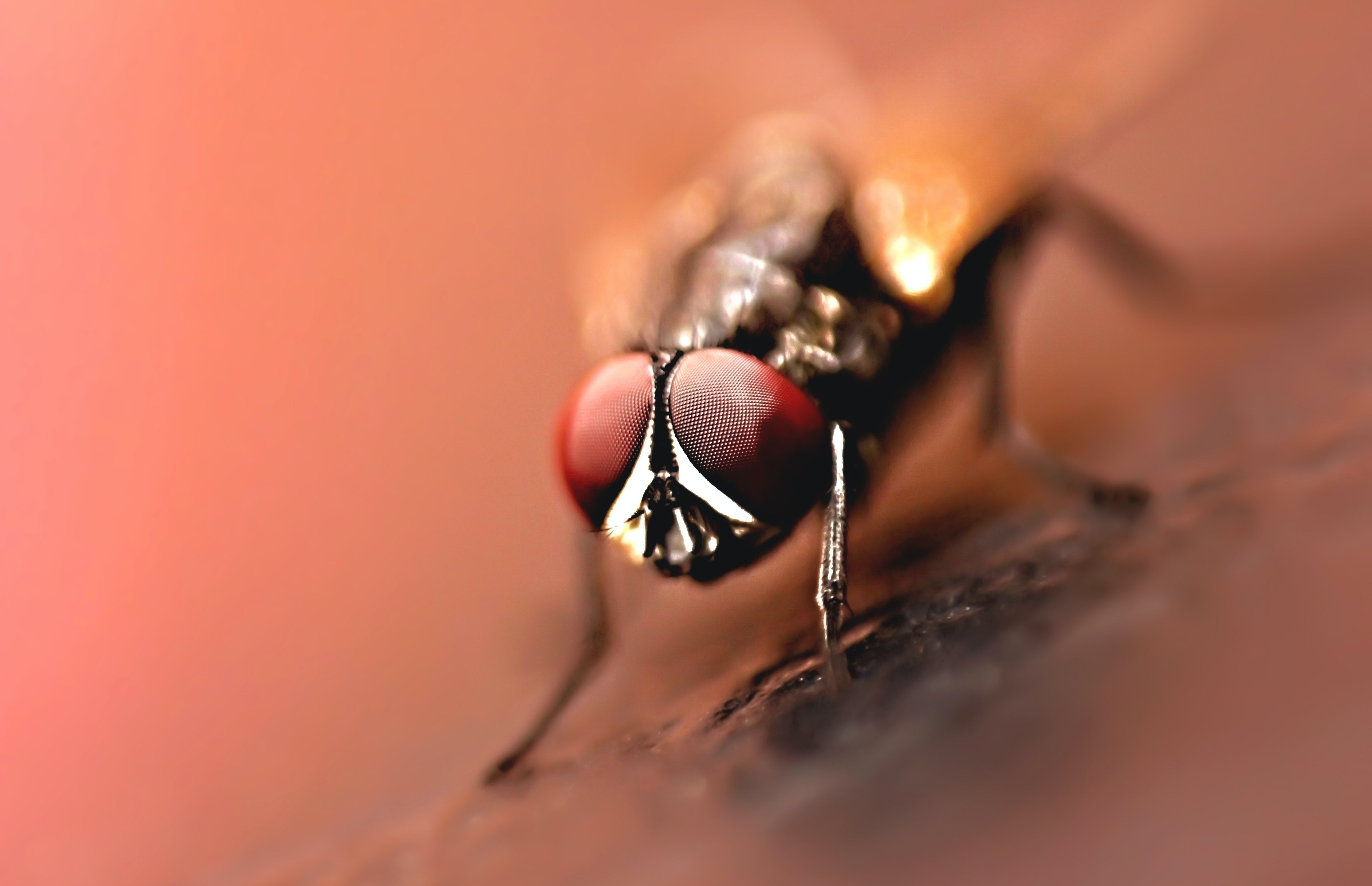 ¿Qué enfermedades puede transmitir la mosca negra si te muerde? ¿Qué enfermedades puede transmitir la mosca negra si te muerde?
