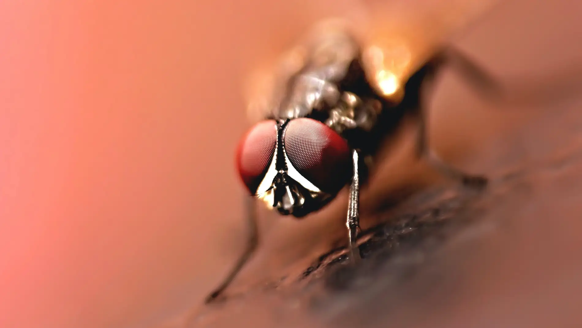 ¿Qué enfermedades puede transmitir la picadura de la mosca negra?