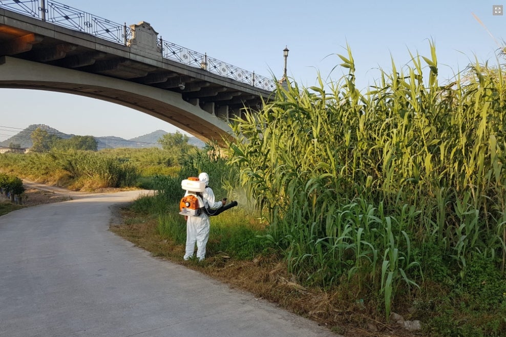 Castelló y Carcaixent actúan con fumigaciones contra el mosquito tigre Castelló y Carcaixent actúan con fumigaciones contra el mosquito tigre