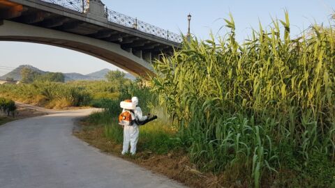 Fumigaciones mosquito tigre