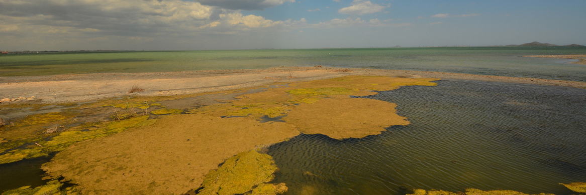 El Plan de Cuenca del Segura de 2015 señaló los retornos de riego como origen de la contaminación del acuífero, pero descartó eliminar regadío por "costes desproporcionados" El Plan de Cuenca del Segura de 2015 señaló los retornos de riego como origen de la contaminación del acuífero, pero descartó eliminar regadío por "costes desproporcionados"