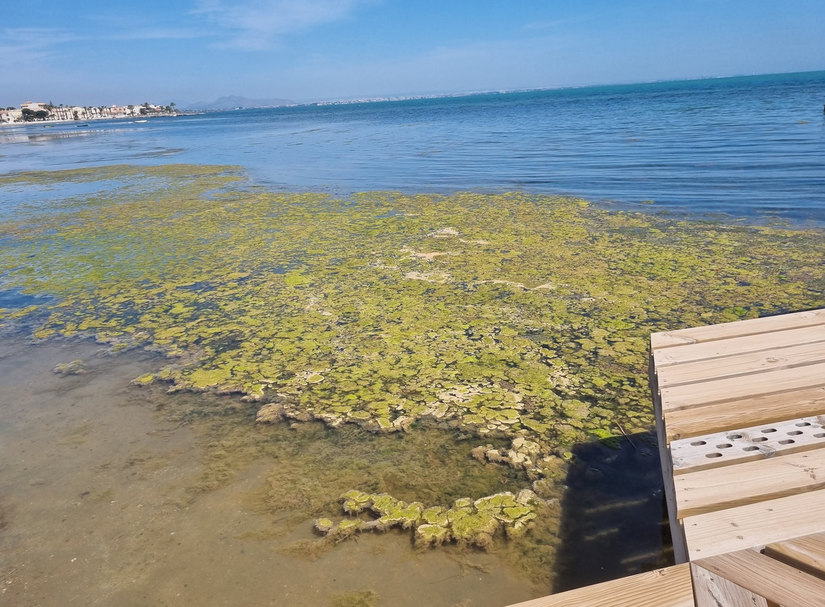 Greenpeace sostiene que "el cóctel tóxico de agricultura y ganadería" ha destruido el Mar Menor Greenpeace sostiene que "el cóctel tóxico de agricultura y ganadería" ha destruido el Mar Menor
