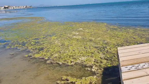 Greenpeace sostiene que  &quot;el cóctel tóxico de agricultura y ganadería&quot; ha destruido el Mar Menor 
