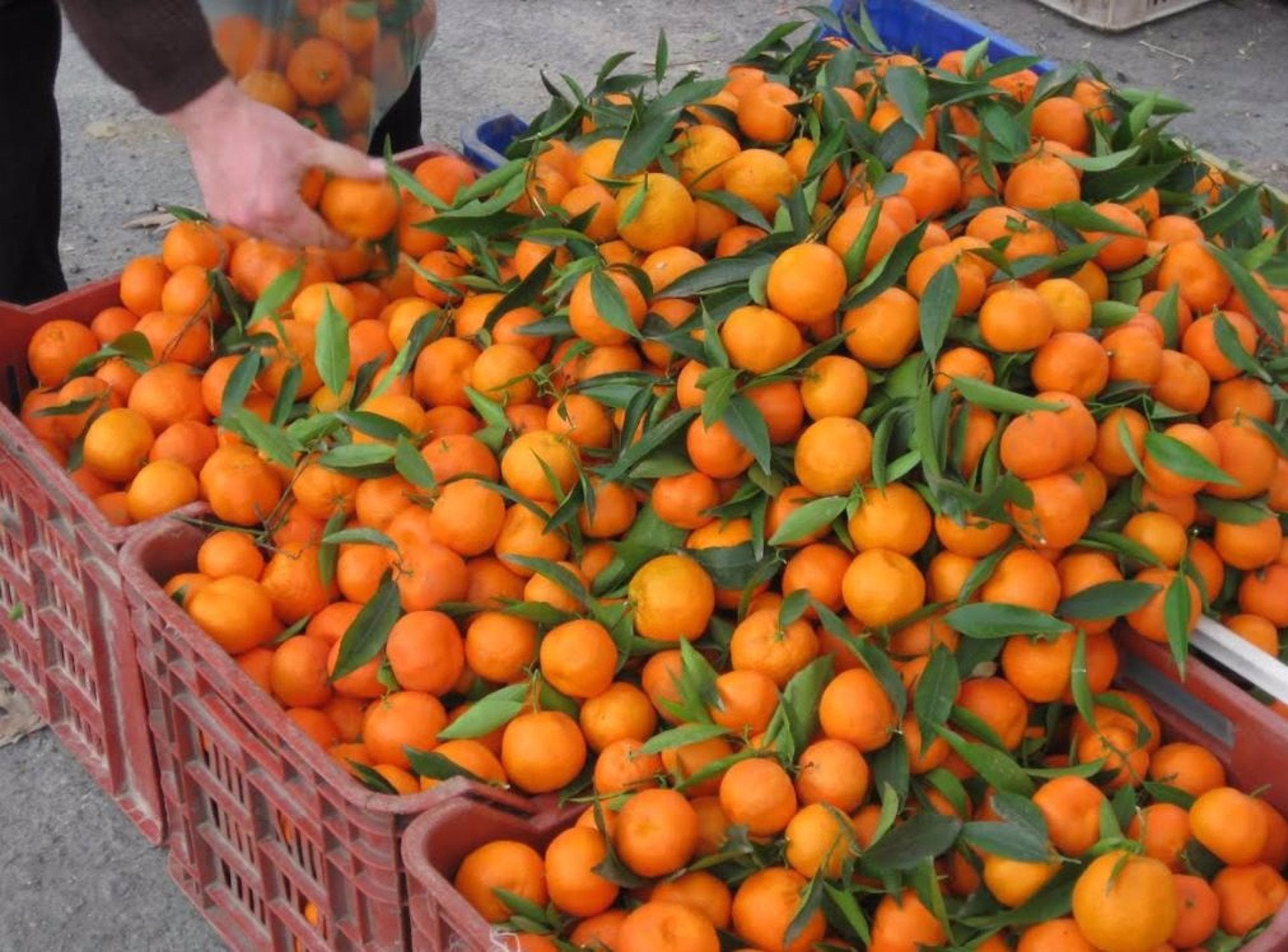 La campaña Taronges a Vila-real pretende fomentar el consumo de naranjas locales La campaña Taronges a Vila-real pretende fomentar el consumo de naranjas locales