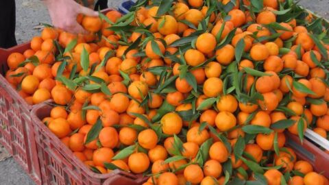 Naranjas valencianas