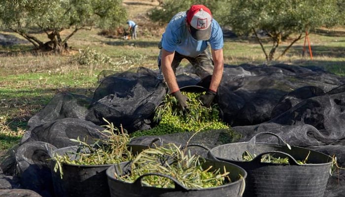 EL AVANCE DEL PÓDCAST LA GASTRONOMÍA EL AVANCE DEL PÓDCAST LA GASTRONOMÍA