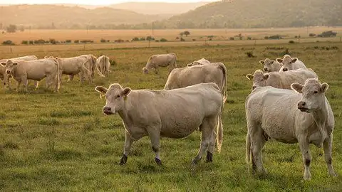 Los ganaderos resisten en la Sierra Norte