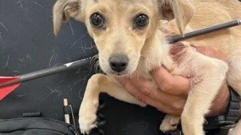 Chihuahua atravesado por una flecha en California