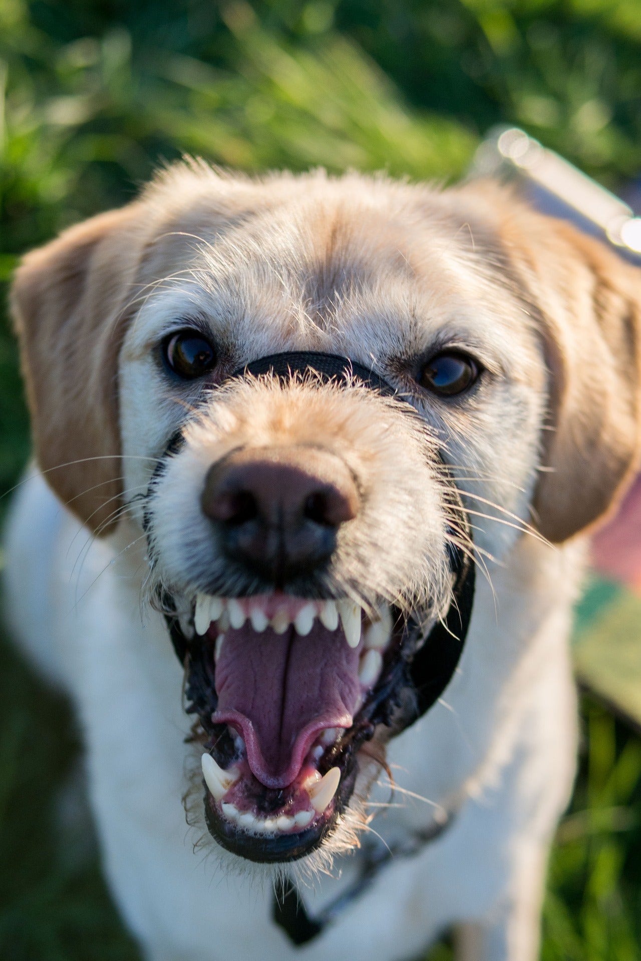 ¿Cuándo, cómo y qué tipo de bozal usar con nuestro perro? ¿Cuándo, cómo y qué tipo de bozal usar con nuestro perro?