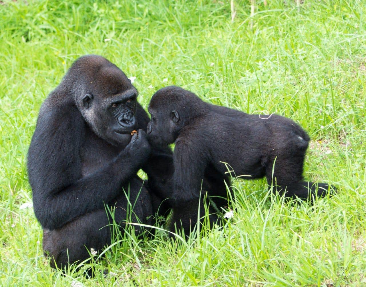 Cabárceno recibe un nuevo gorila hembra procedente del Zoo de Frankfurt Cabárceno recibe un nuevo gorila hembra procedente del Zoo de Frankfurt