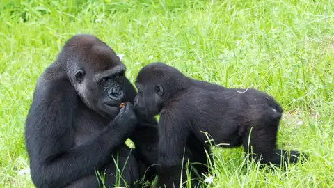 Gorilas en el Parque de la Naturaleza de Cabárceno Gorilas en el Parque de la Naturaleza de Cabárceno