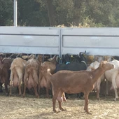 Cabras comiendo Cabras comiendo