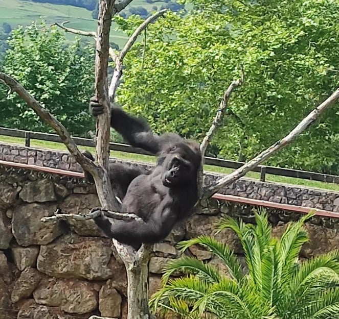 Los tres gorilas, positivo en Covid en Cabárceno, se recuperan sin contagiar a ningún cuidador ni animal más Los tres gorilas, positivo en Covid en Cabárceno, se recuperan sin contagiar a ningún cuidador ni animal más