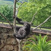 Los tres gorilas positivo en Covid en Cabárceno se recuperan sin contagiar a ningún cuidador ni animal más