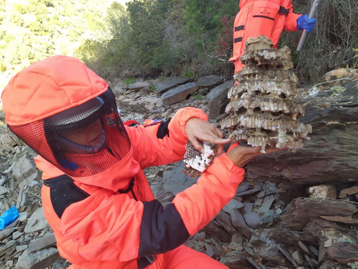 La Junta captura 136 avispones asiáticos pertenecientes a una especie exótica invasora detectada hace seis años La Junta captura 136 avispones asiáticos pertenecientes a una especie exótica invasora detectada hace seis años