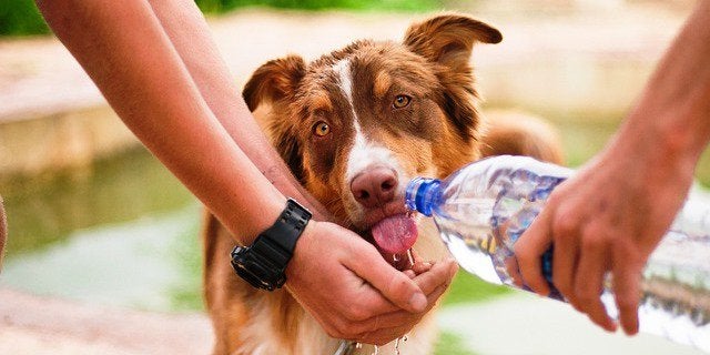 Consejos para evitar golpes de calor con Ángel osuna, adiestrador canino Consejos para evitar golpes de calor con Ángel osuna, adiestrador canino