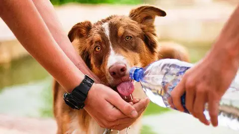 Consejos para evitar golpes de calor con Ángel osuna, adiestrador canino calor