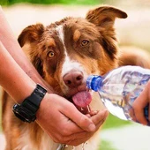 Consejos para evitar golpes de calor con Ángel osuna, adiestrador canino Consejos para evitar golpes de calor con Ángel osuna, adiestrador canino