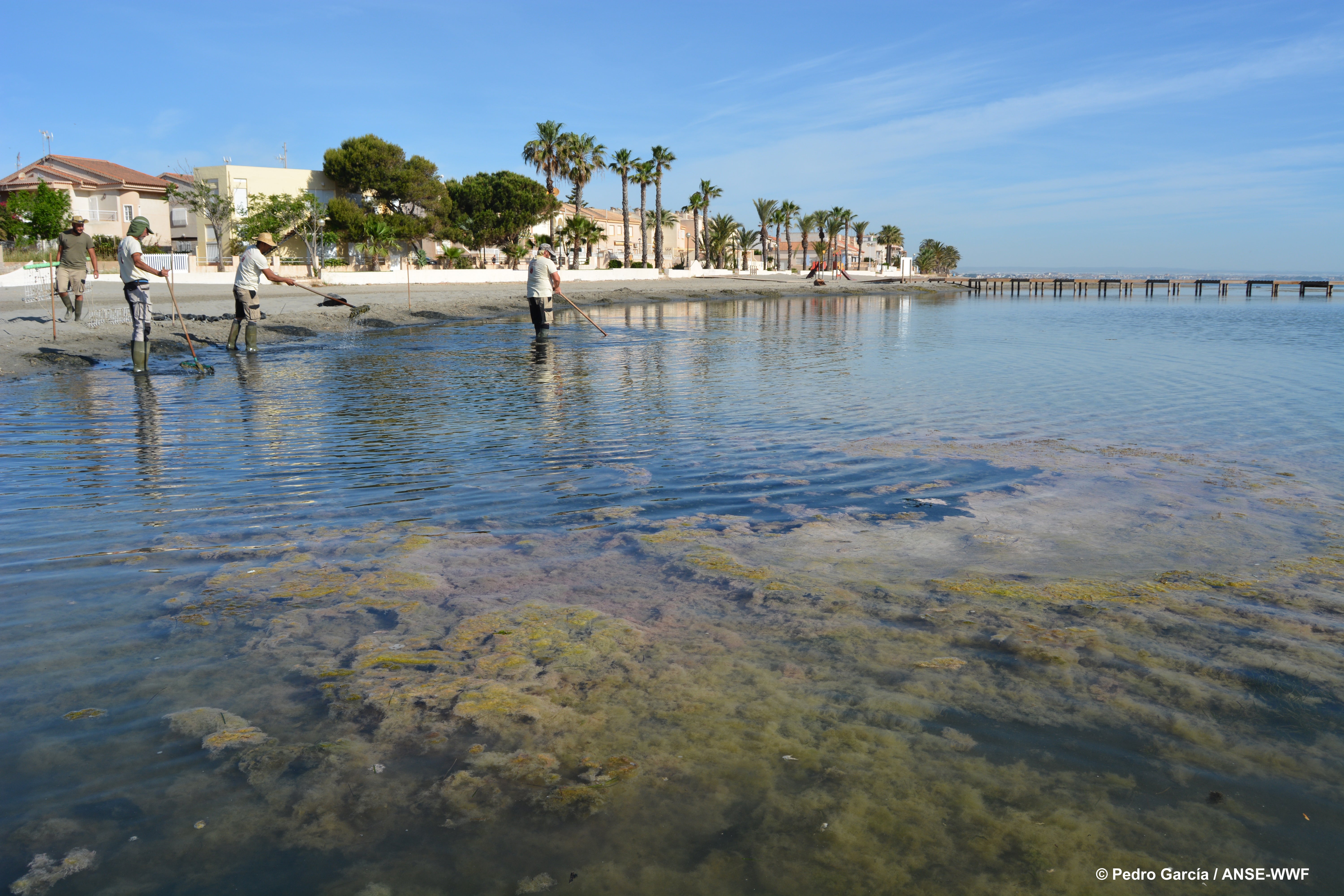 ANSE propone dejar de aportar agua del trasvase al Campo de Cartagena para empezar a ordenar el Mar Menor ANSE propone dejar de aportar agua del trasvase al Campo de Cartagena para empezar a ordenar el Mar Menor