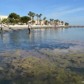 ANSE propone dejar de aportar agua del trasvase al Campo de Cartagena `para empezar a ordenar el Mar Menor