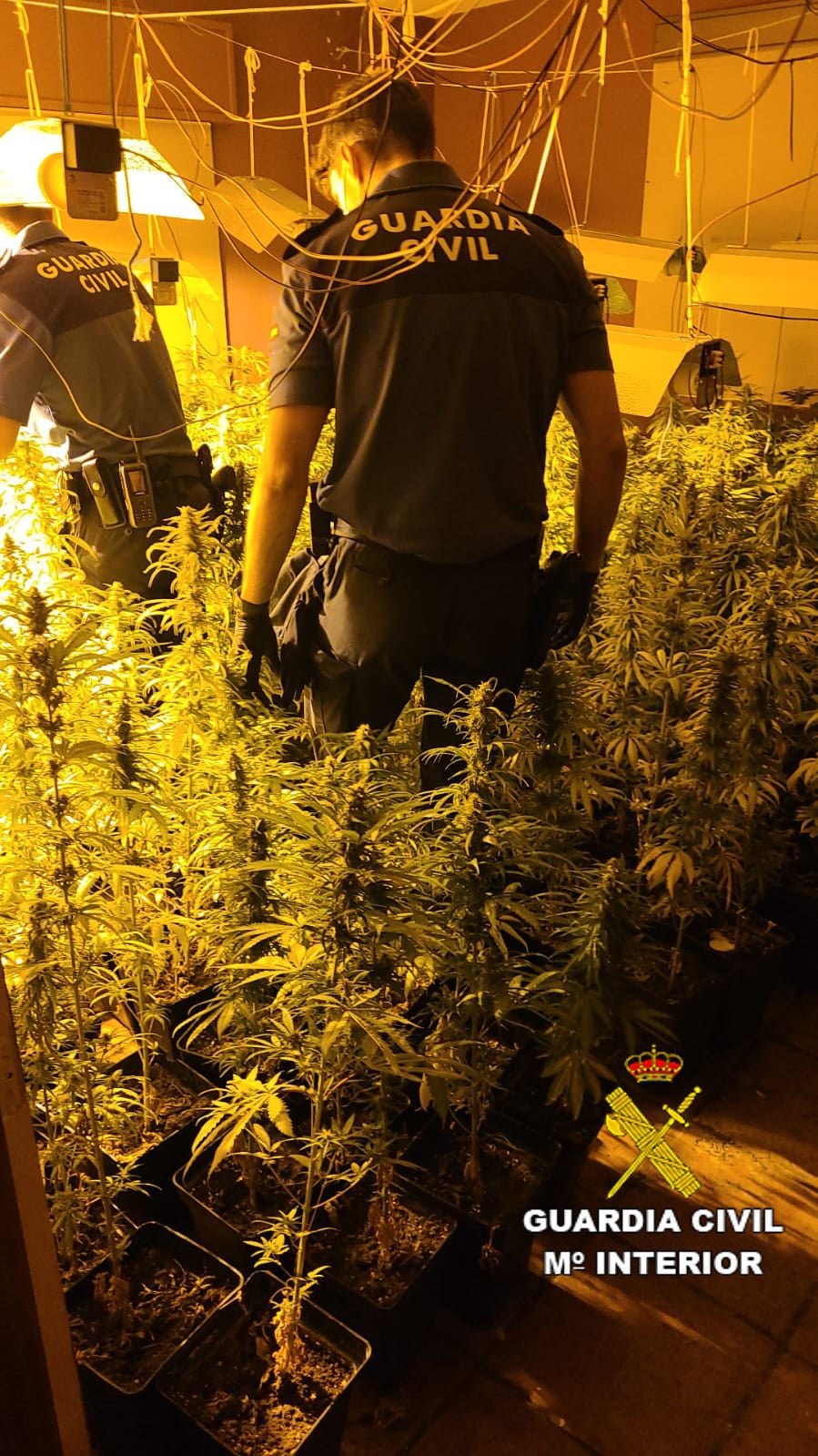 Desmantelado un laboratorio de cultivo de marihuana en l'Alcora y detenidas tres personas Desmantelado un laboratorio de cultivo de marihuana en l'Alcora y detenidas tres personas