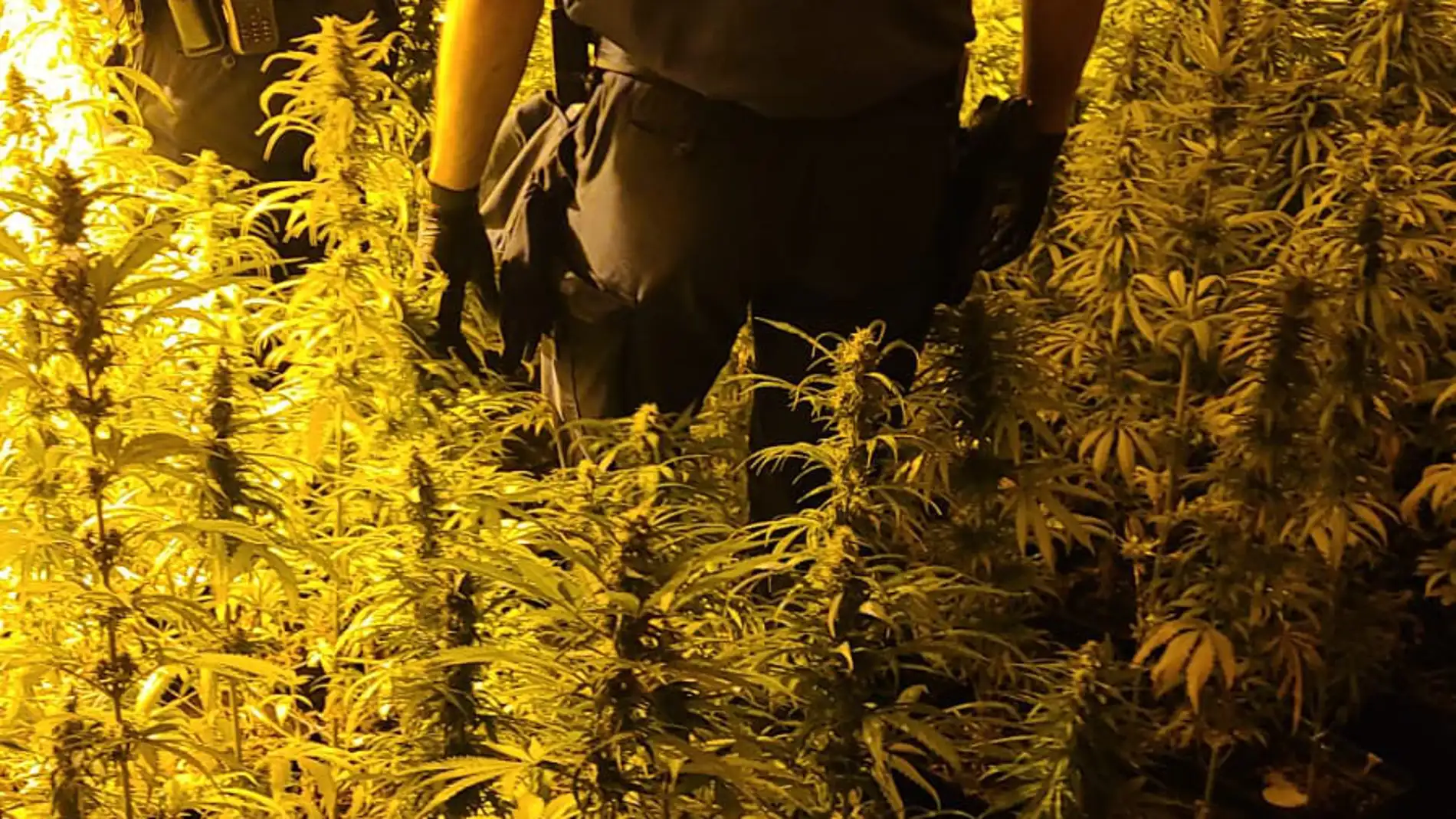 Desmantelado un laboratorio de cultivo de marihuana en l'Alcora y detenidas tres personas