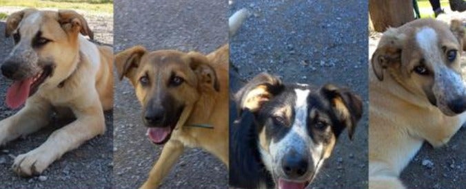 Animales de Oriente sigue trabajando por el bienestar de los animales abandonados y maltratados Animales de Oriente sigue trabajando por el bienestar de los animales abandonados y maltratados
