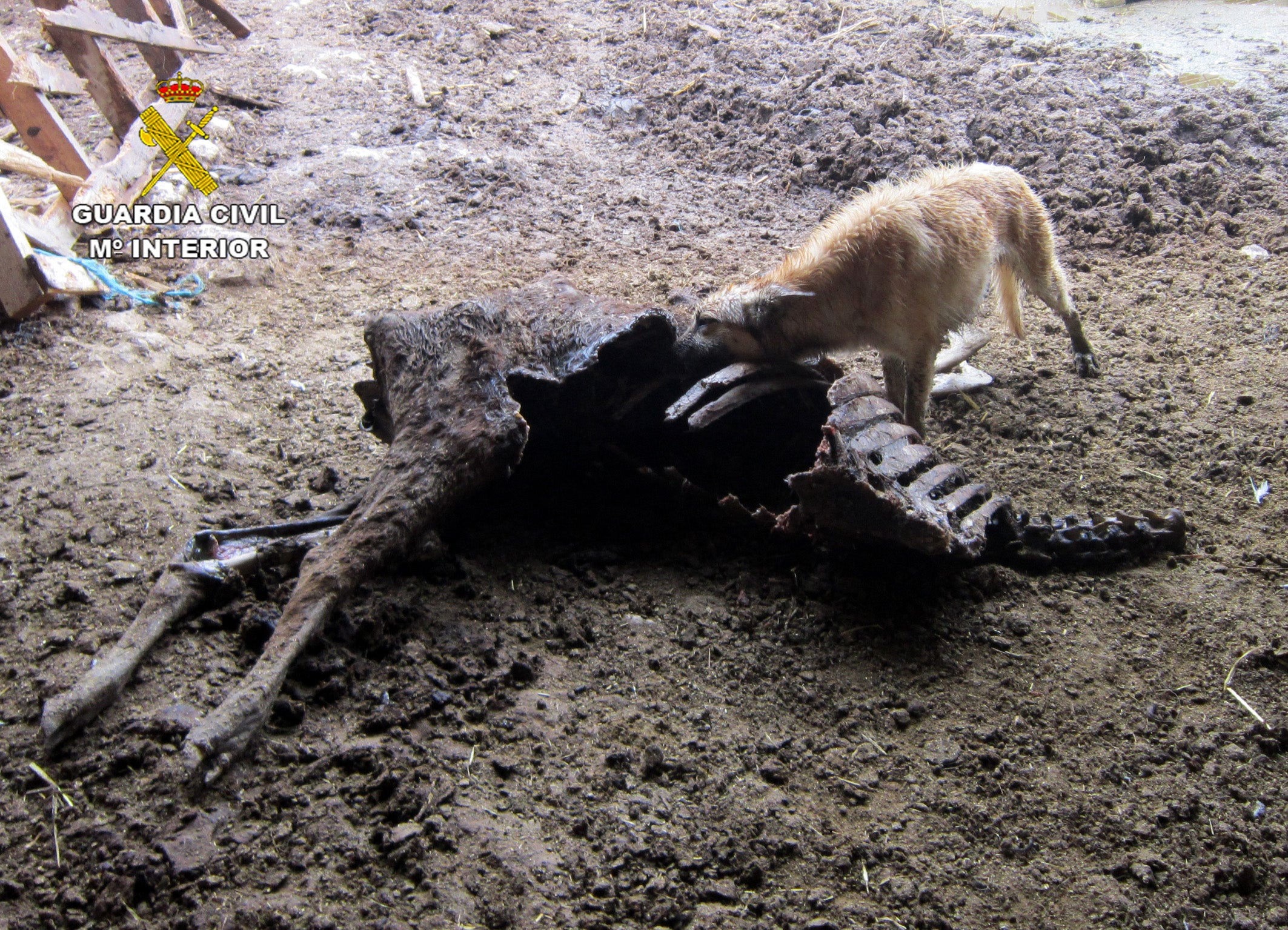 La Guardia Civil investiga al propietario de una explotación ganadera de Moratalla por delito de abandono animal La Guardia Civil investiga al propietario de una explotación ganadera de Moratalla por delito de abandono animal