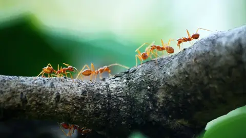 Hormigas Hormigas