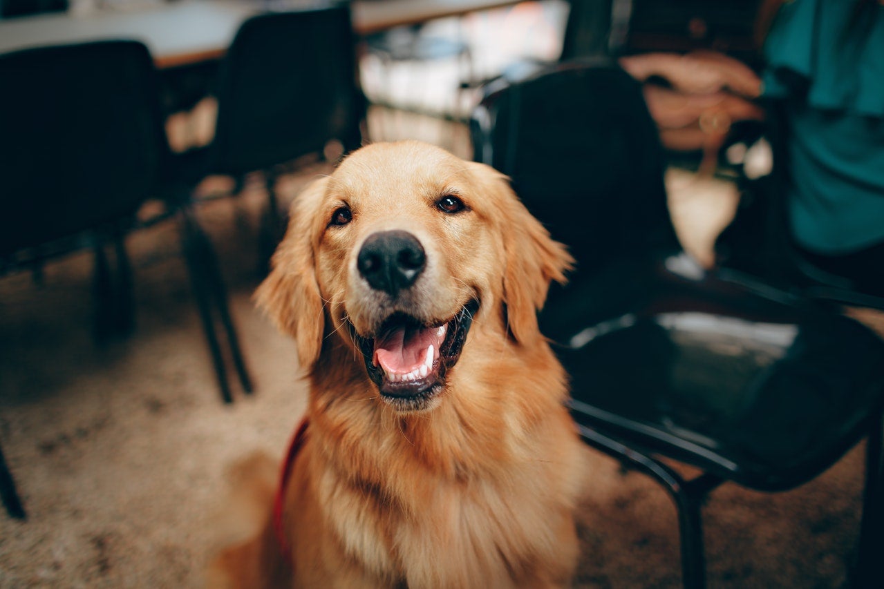 ¿Por qué los perros ladean la cabeza cuando les hablamos? ¿Por qué los perros ladean la cabeza cuando les hablamos?