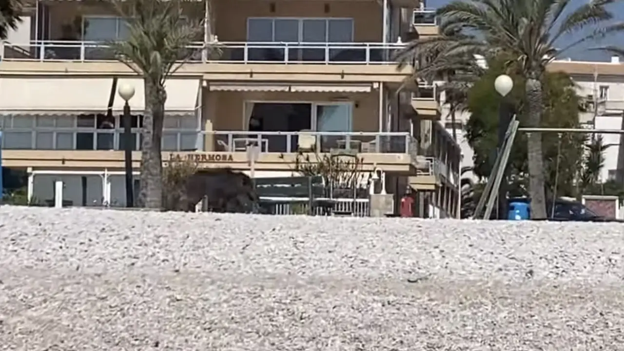 Un jabalí muerde a una mujer en la playa
