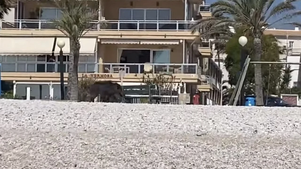 Un jabalí muerde a una mujer en L'Alfàs del Pi y siembra el caos en la playa. Un jabalí muerde a una mujer en L'Alfàs del Pi y siembra el caos en la playa.