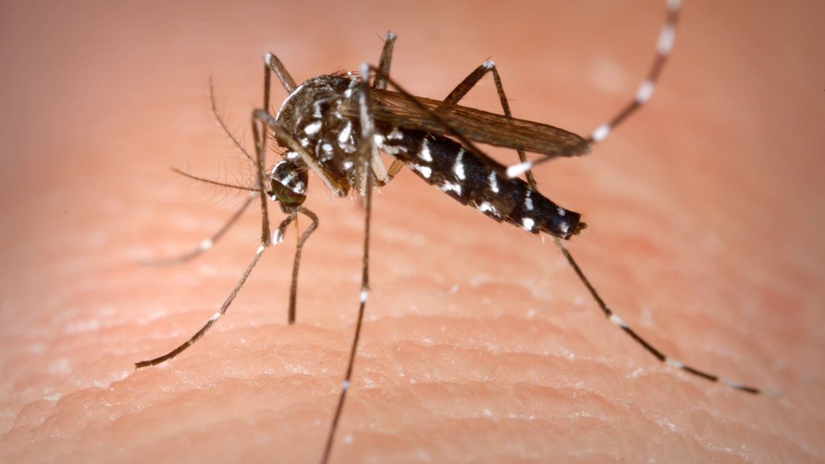 Qué atrae a los mosquitos: cuidado con estos olores Qué atrae a los mosquitos: cuidado con estos olores
