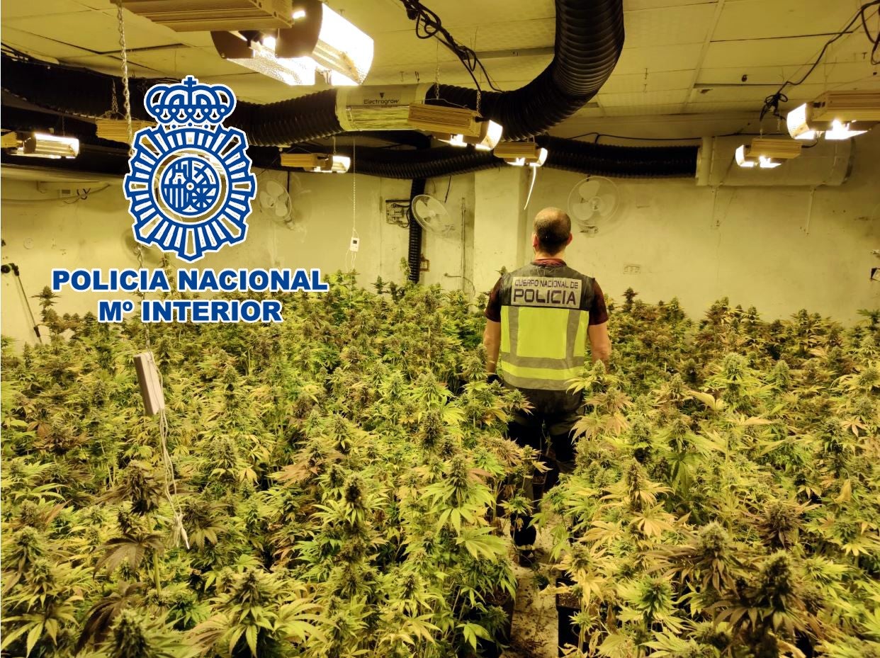 La Policía Nacional desmantela en Petrer una plantación con más de 600 plantas de marihuana La Policía Nacional desmantela en Petrer una plantación con más de 600 plantas de marihuana