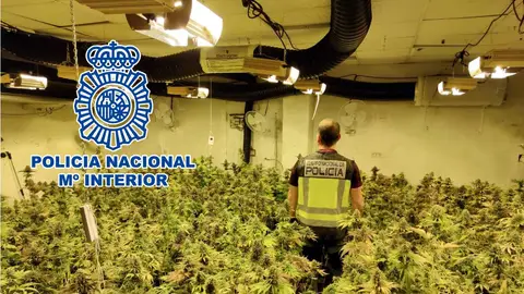 Un agente de la Policía Nacional en la plantación de marihuana desmantelada en Petrer.