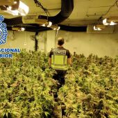 Un agente de la Policía Nacional en la plantación de marihuana desmantelada en Petrer.