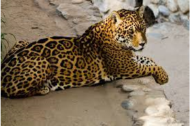 Herido un trabajador del Zoo de Córdoba al ser atacado por un leopardo Herido un trabajador del Zoo de Córdoba al ser atacado por un leopardo