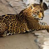 Herido un trabajador del Zoo de Córdoba al ser atacado por un leopardo