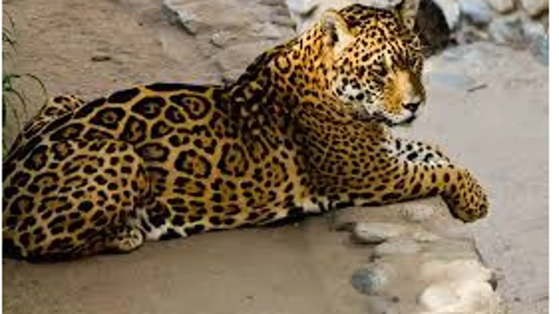 Herido un trabajador del Zoo de Córdoba al ser atacado por un leopardo